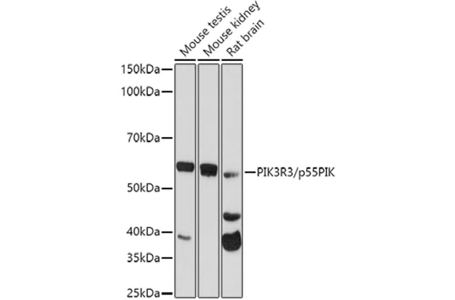 Western Blot - Anti-PI 3 Kinase p55 gamma Antibody (A92970) - Antibodies.com