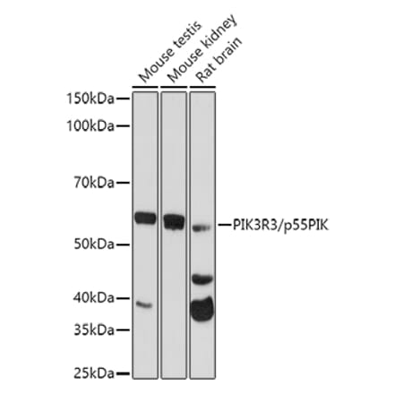 Western Blot - Anti-PI 3 Kinase p55 gamma Antibody (A92970) - Antibodies.com