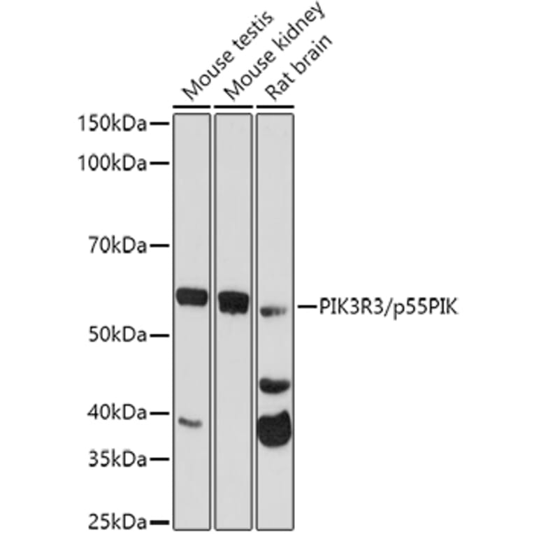 Western Blot - Anti-PI 3 Kinase p55 gamma Antibody (A92970) - Antibodies.com