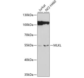 Western Blot - Anti-MLKL Antibody (A92971) - Antibodies.com