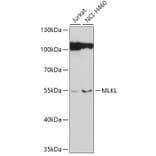 Western Blot - Anti-MLKL Antibody (A92971) - Antibodies.com