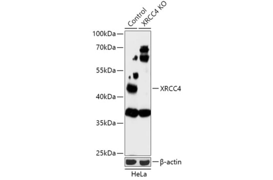 Western Blot - Anti-XRCC4 Antibody (A92973) - Antibodies.com