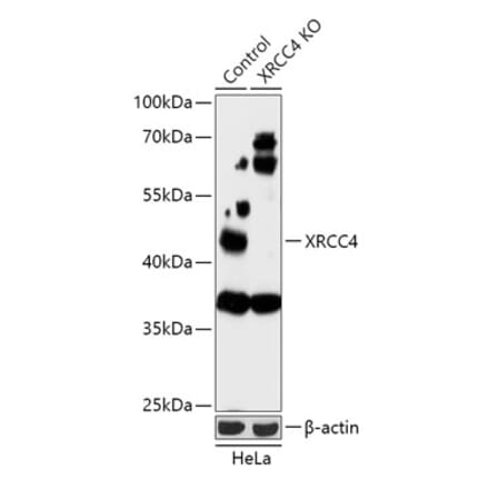 Western Blot - Anti-XRCC4 Antibody (A92973) - Antibodies.com