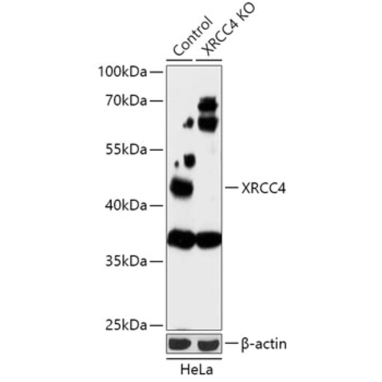 Western Blot - Anti-XRCC4 Antibody (A92973) - Antibodies.com