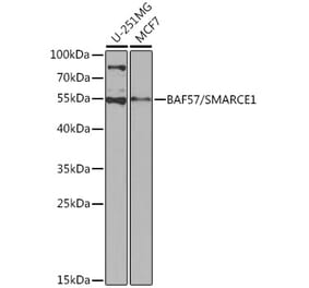 Western Blot - Anti-BAF57/SMARCE1 Antibody (A92974) - Antibodies.com