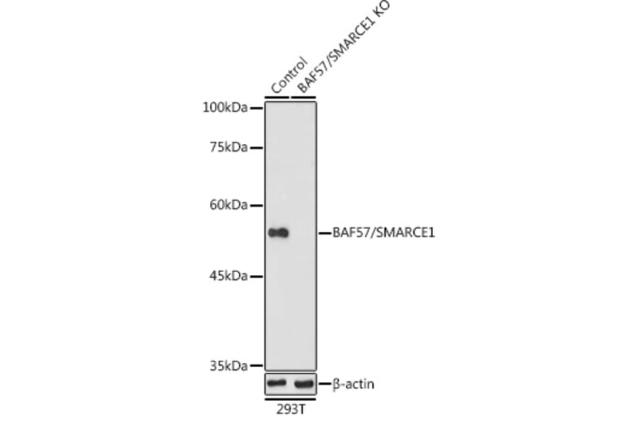 Western Blot - Anti-BAF57/SMARCE1 Antibody (A92974) - Antibodies.com