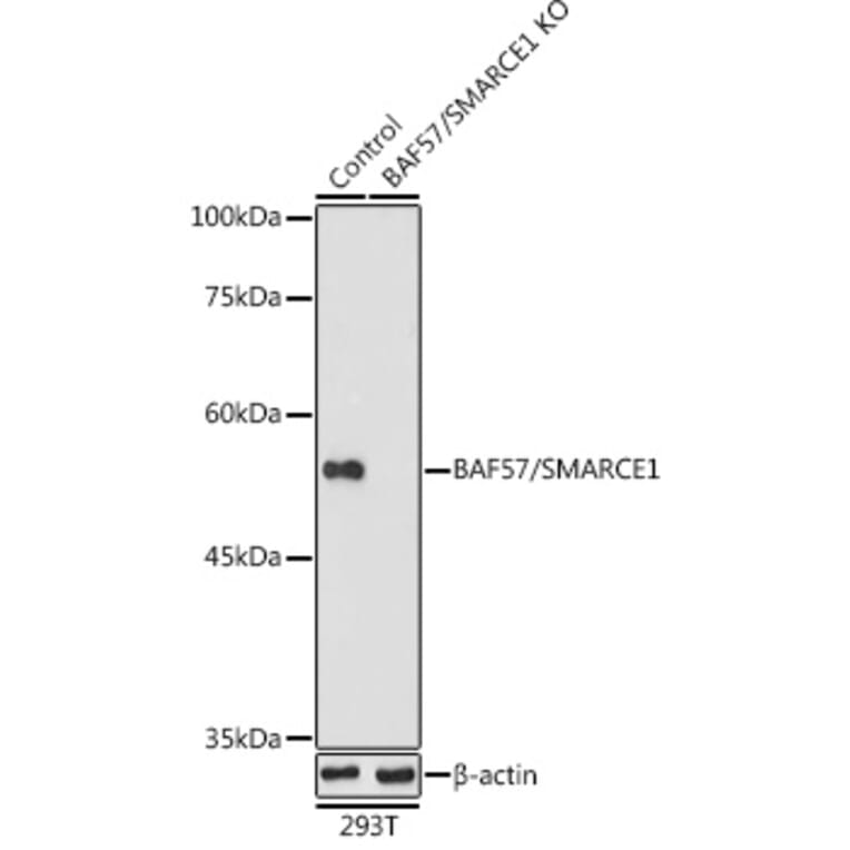 Western Blot - Anti-BAF57/SMARCE1 Antibody (A92974) - Antibodies.com