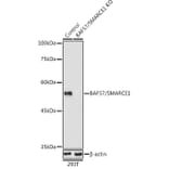 Western Blot - Anti-BAF57/SMARCE1 Antibody (A92974) - Antibodies.com