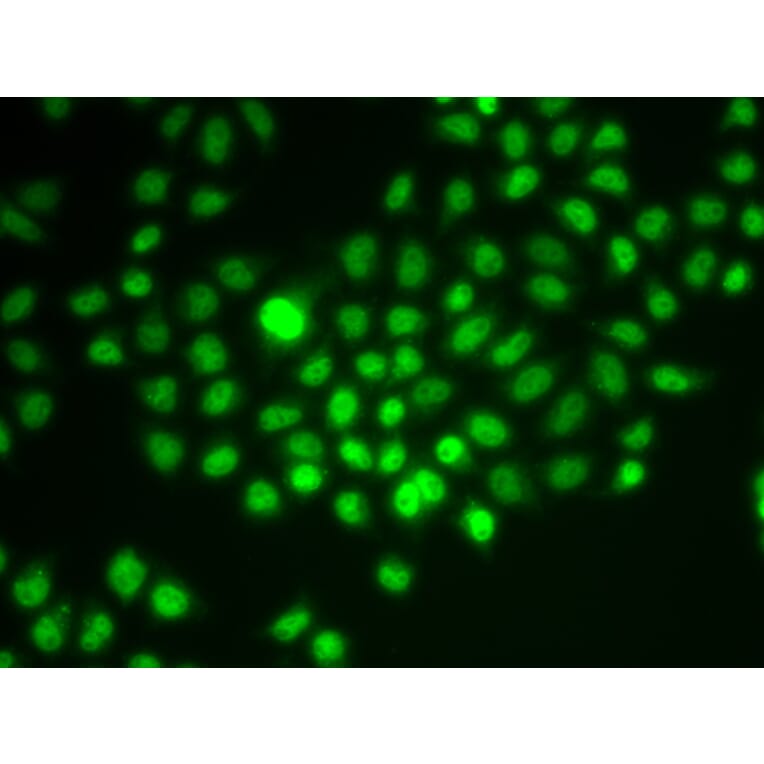 Immunofluorescence - Anti-BAF57/SMARCE1 Antibody (A92974) - Antibodies.com