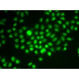 Immunofluorescence - Anti-BAF57/SMARCE1 Antibody (A92974) - Antibodies.com