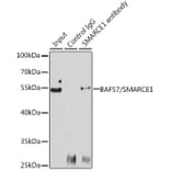 Western Blot - Anti-BAF57/SMARCE1 Antibody (A92974) - Antibodies.com