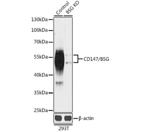 Western Blot - Anti-CD147 Antibody (A92976) - Antibodies.com