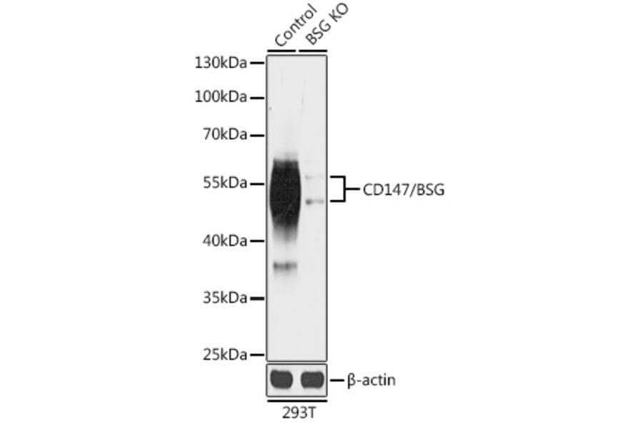 Western Blot - Anti-CD147 Antibody (A92976) - Antibodies.com