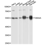 Western Blot - Anti-TUBA4A Antibody (AC031) - Antibodies.com