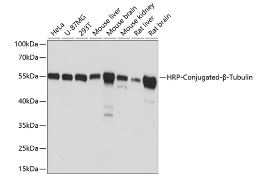 Western Blot - Anti-beta Tubulin Antibody [AMC0499] (HRP) (A92978) - Antibodies.com
