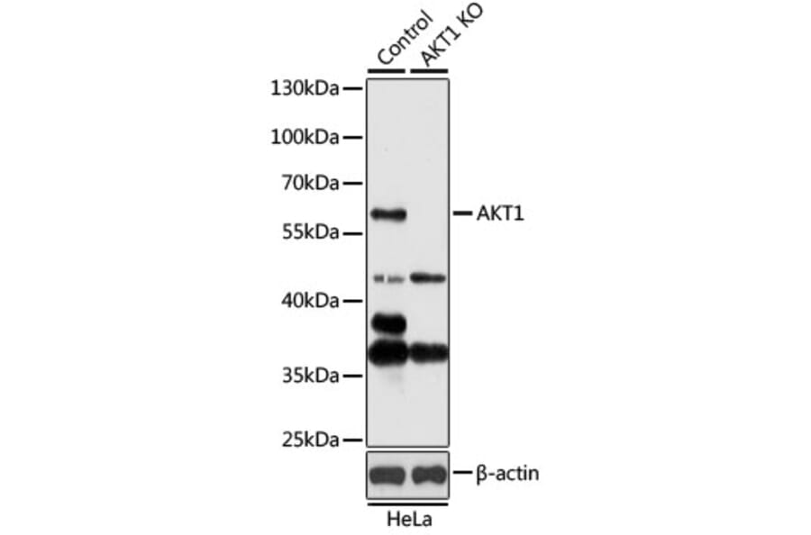 Western Blot - Anti-AKT1 Antibody (A16343) - Antibodies.com