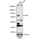 Western Blot - Anti-AKT1 Antibody (A16343) - Antibodies.com