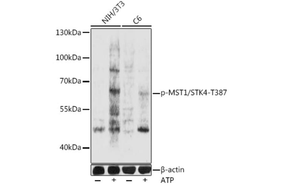 Western Blot - Anti-Serine/threonine-protein kinase 4/MST-1 (phospho Thr387) Antibody (A92987) - Antibodies.com