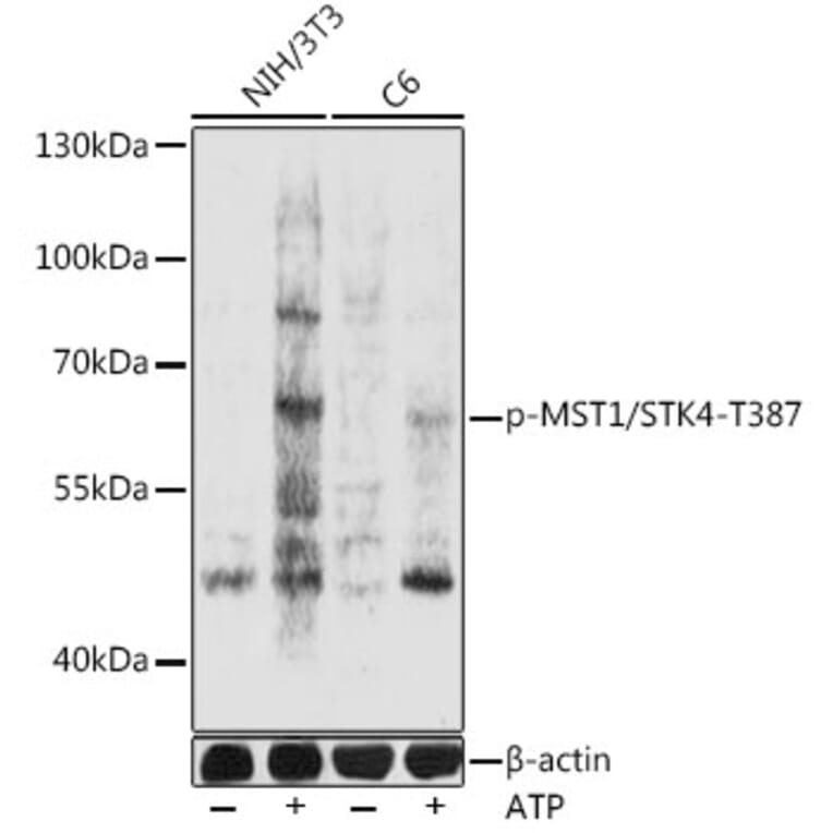 Western Blot - Anti-Serine/threonine-protein kinase 4/MST-1 (phospho Thr387) Antibody (A92987) - Antibodies.com