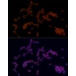 Immunofluorescence - Anti-SOX11 Antibody (A92990) - Antibodies.com