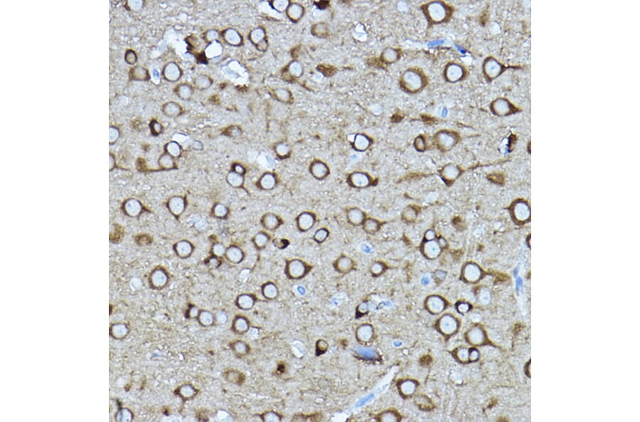 Immunohistochemistry - Anti-CRMP2 Antibody (A92997) - Antibodies.com