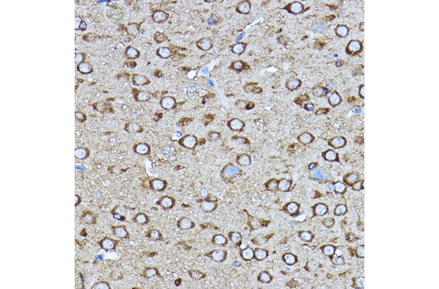 Immunohistochemistry - Anti-CRMP2 Antibody (A92997) - Antibodies.com