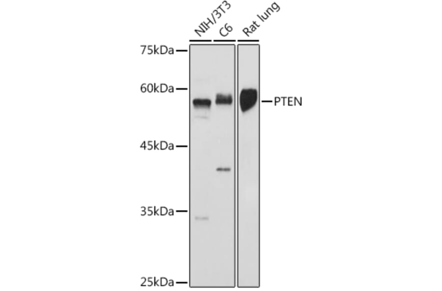 Western Blot - Anti-PTEN Antibody (A93003) - Antibodies.com