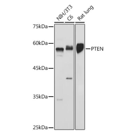 Western Blot - Anti-PTEN Antibody (A93003) - Antibodies.com
