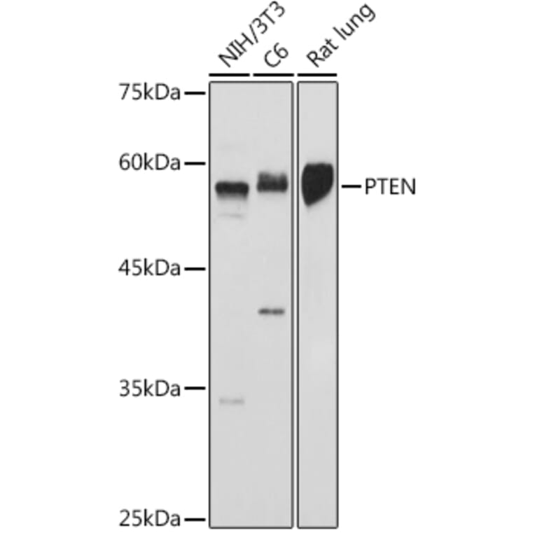 Western Blot - Anti-PTEN Antibody (A93003) - Antibodies.com