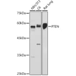 Western Blot - Anti-PTEN Antibody (A93003) - Antibodies.com