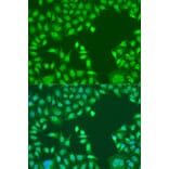 Immunofluorescence - Anti-PTEN Antibody (A93003) - Antibodies.com