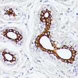 Immunohistochemistry - Anti-MT-ND5 Antibody (A93006) - Antibodies.com