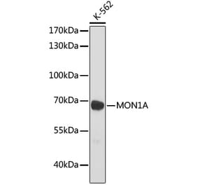 Western Blot - Anti-MON1A Antibody (A93011) - Antibodies.com