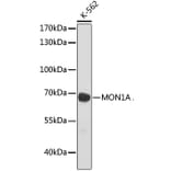 Western Blot - Anti-MON1A Antibody (A93011) - Antibodies.com