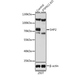 Western Blot - Anti-SHP2 Antibody (A93012) - Antibodies.com