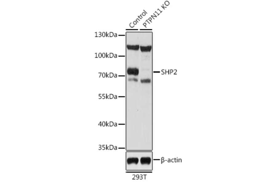 Western Blot - Anti-SHP2 Antibody (A93012) - Antibodies.com