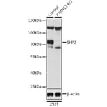 Western Blot - Anti-SHP2 Antibody (A93012) - Antibodies.com