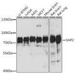 Western Blot - Anti-SHP2 Antibody (A93012) - Antibodies.com