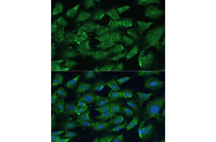 Immunofluorescence - Anti-SHP2 Antibody (A93012) - Antibodies.com