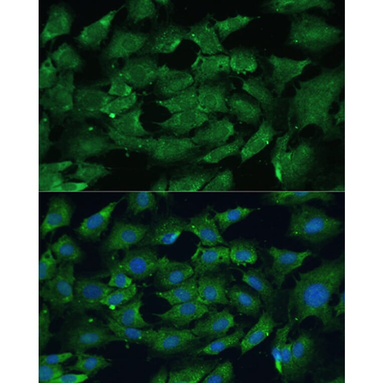 Immunofluorescence - Anti-SHP2 Antibody (A93012) - Antibodies.com