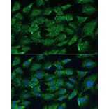 Immunofluorescence - Anti-SHP2 Antibody (A93012) - Antibodies.com