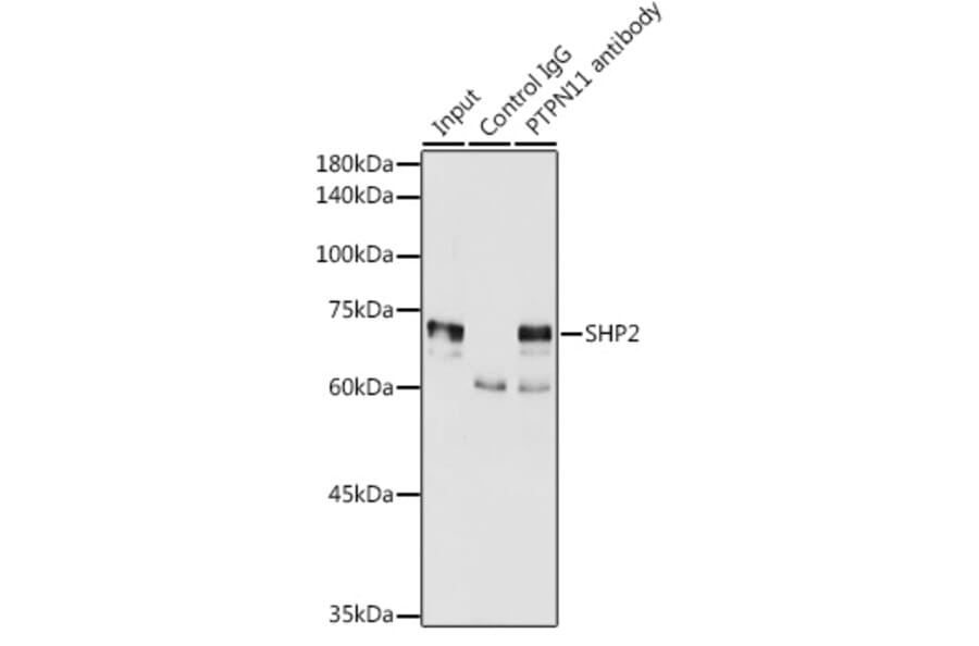 Western Blot - Anti-SHP2 Antibody (A93012) - Antibodies.com