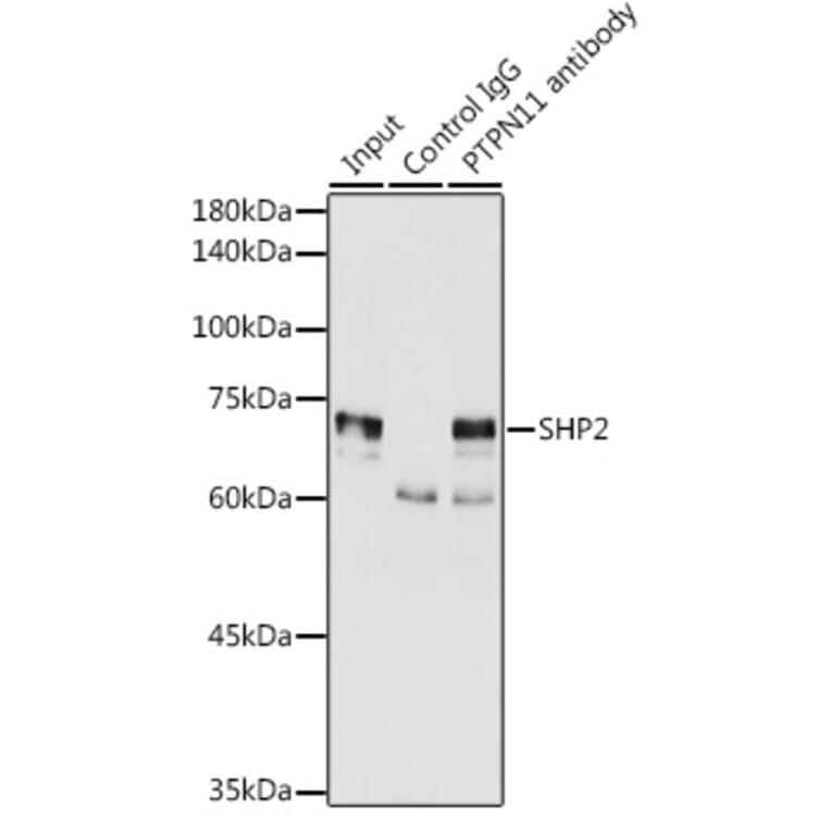 Western Blot - Anti-SHP2 Antibody (A93012) - Antibodies.com