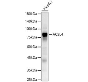 Western Blot - Anti-FACL4 Antibody (A93013) - Antibodies.com