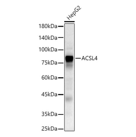 Western Blot - Anti-FACL4 Antibody (A93013) - Antibodies.com