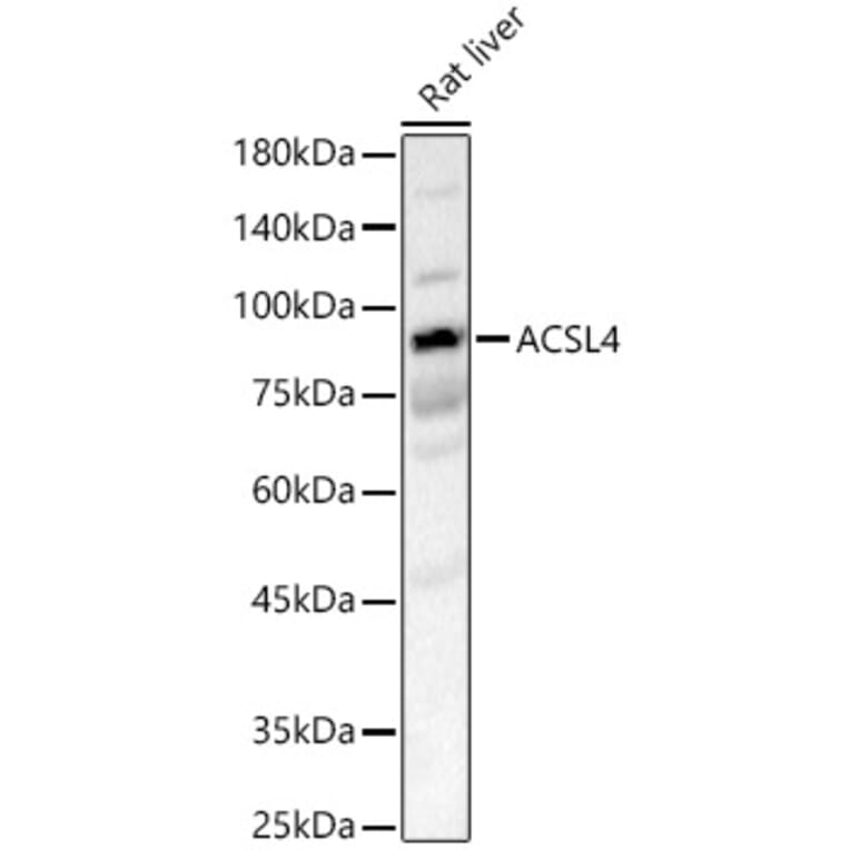 Western Blot - Anti-FACL4 Antibody (A93013) - Antibodies.com