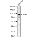 Western Blot - Anti-FACL4 Antibody (A93013) - Antibodies.com