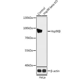 Western Blot - Anti-Hsp90 beta Antibody (A93016) - Antibodies.com