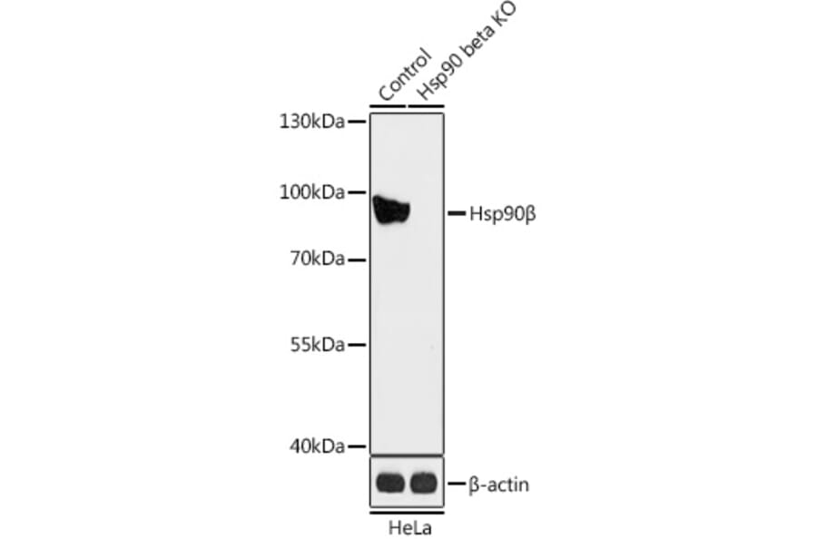 Western Blot - Anti-Hsp90 beta Antibody (A93016) - Antibodies.com