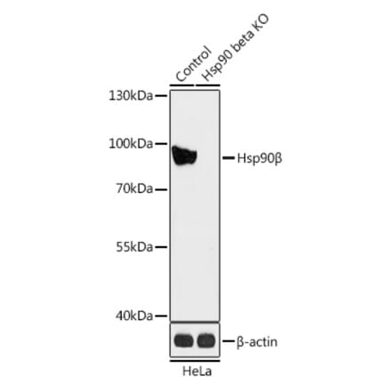 Western Blot - Anti-Hsp90 beta Antibody (A93016) - Antibodies.com